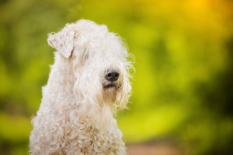 white Irish Soft Coated Wheaten Terrier
