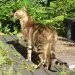 Somali cat