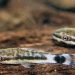 Painted Plecostomus