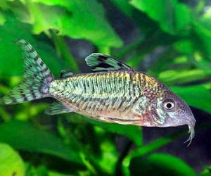 Somiki Corydoras