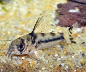 Somiki Corydoras