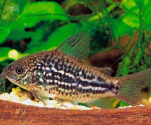 Somiki Corydoras