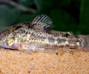 Somiki Corydoras