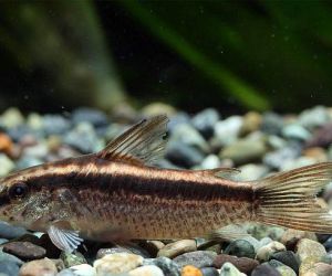 Somiki Corydoras