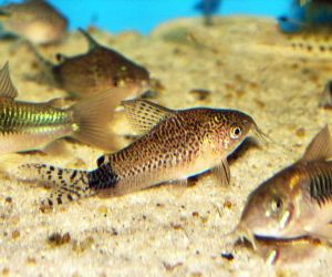 Somiki Corydoras