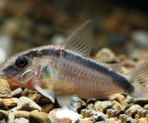 Somiki Corydoras