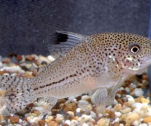 Somiki Corydoras