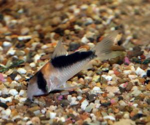 Somiki Corydoras