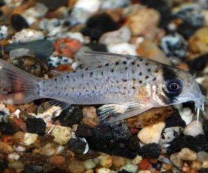 Somiki Corydoras