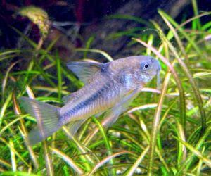 Somiki Corydoras