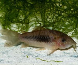 Somiki Corydoras