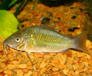 Somiki Corydoras