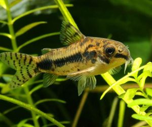 Somiki Corydoras