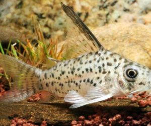 Somiki Corydoras