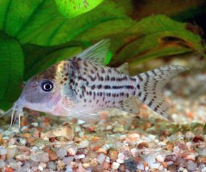 Somiki Corydoras