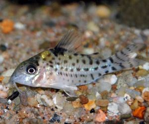 Somiki Corydoras