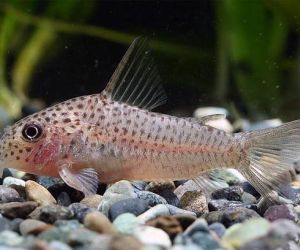 Somiki Corydoras