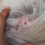 Sores, scabs in cats – causes and treatment of skin diseases