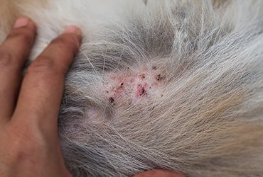 Sores, scabs in cats &#8211; causes and treatment of skin diseases