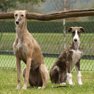 Greyhound Spagnolu (Galgo Español)