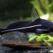 White-whiskered catfish