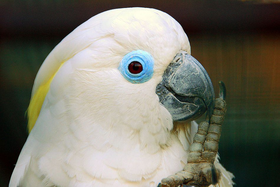 spectacled cockatoo