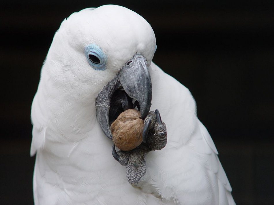 spectacled cockatoo