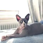 Sphinx: care and maintenance