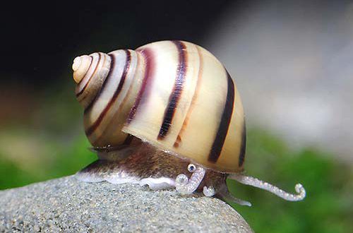 Spicy snail: content, description, reproduction, photo.
