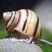 Horned snail: maintenance and care, photo, description.