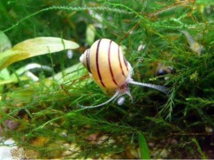 Spicy snail: content, description, reproduction, photo.