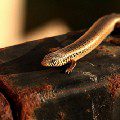 Spindle skink