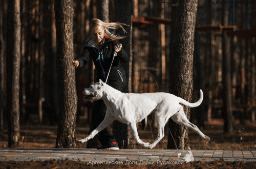 Sports and regulations for Dogo Argentino