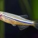 Rasbora Harlequin