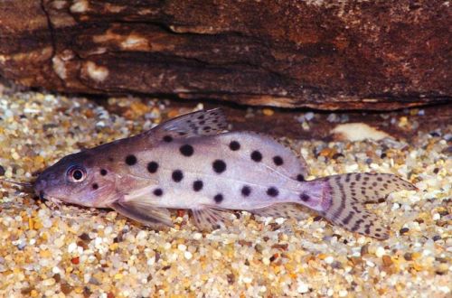 Spotted Synodontis