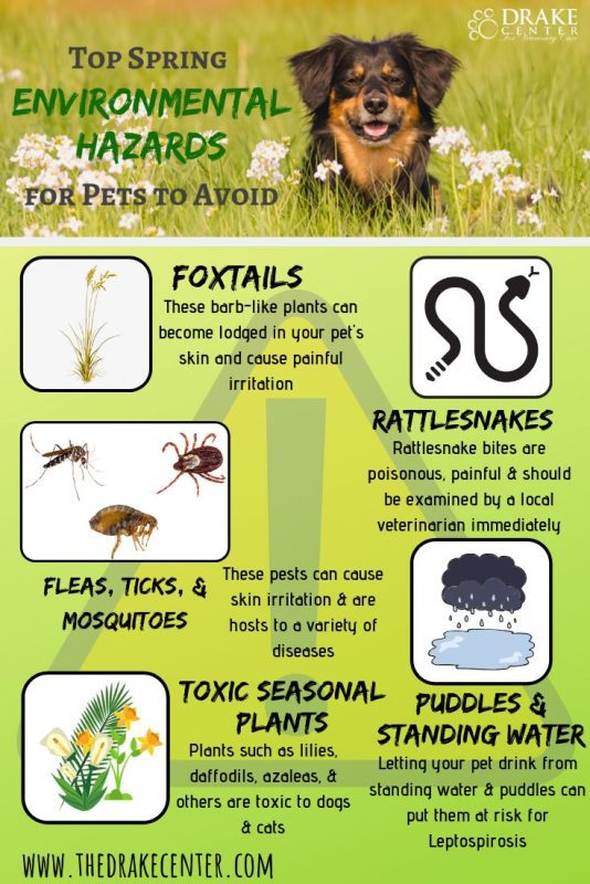 Spring Hazards for Cats and Dogs