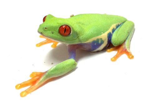 Spur frog, maintenance and care