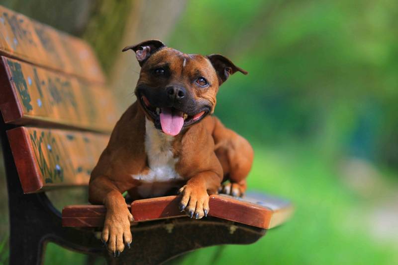 Staffordshire Bull Terrier on the branch