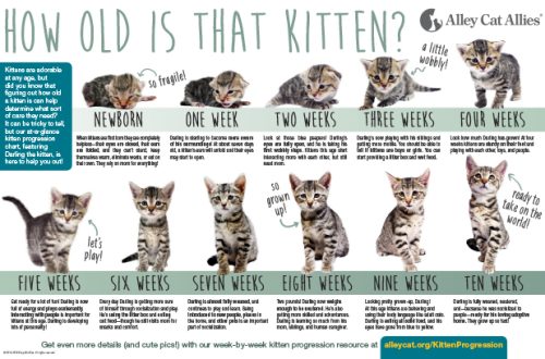 Stages of development of kittens