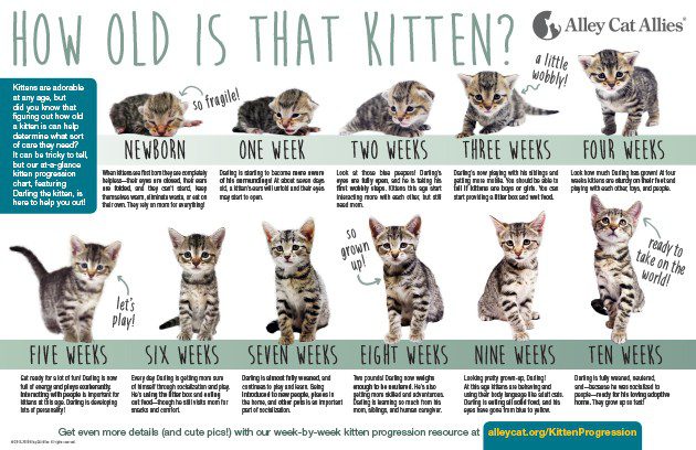 Stages of development of kittens