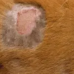 Staphylococcus aureus in cats