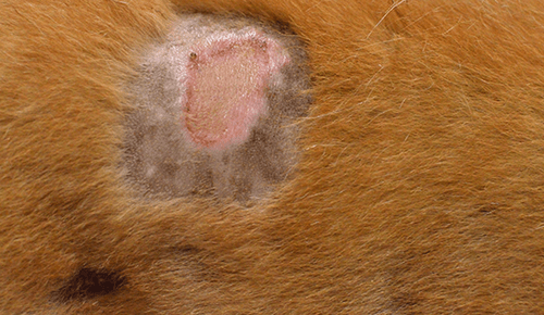 Staphylococcus aureus in dogs
