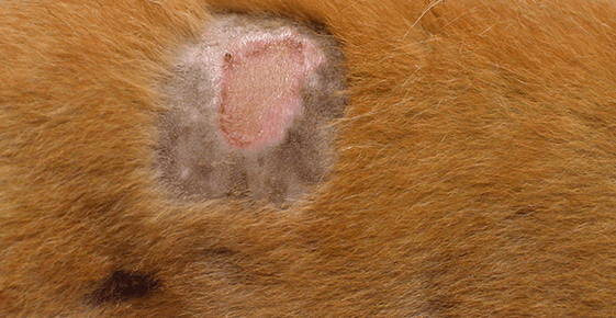 Staphylococcus aureus kutyákban: kezelés, tünetek, veszély az emberre