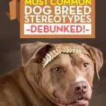 Stereotypes in dogs