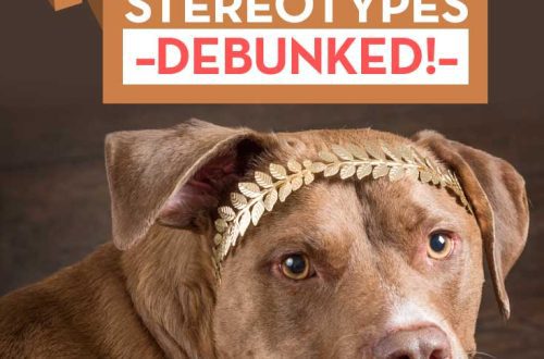 Stereotypes in dogs