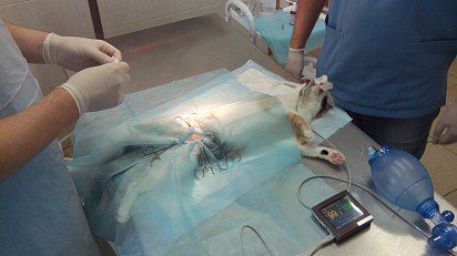 Sterilization of cats: the pros and cons, how it is carried out and what to do after it