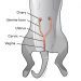 Castration of a cat &#8211; in detail about the procedure and consequences