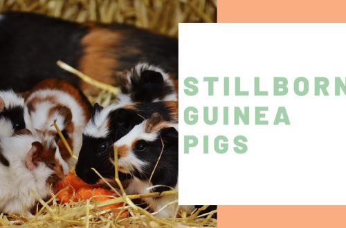 Stillborn babies in guinea pigs