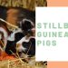 Caring for weak baby guinea pigs