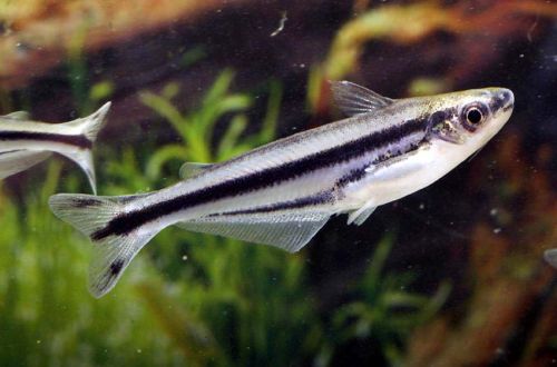 Striped glass catfish